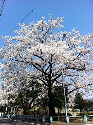 今宵　桜人　空はなほ霞もやらず・・・
