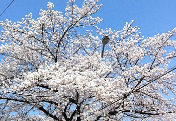 今宵　桜人　空はなほ霞もやらず・・・