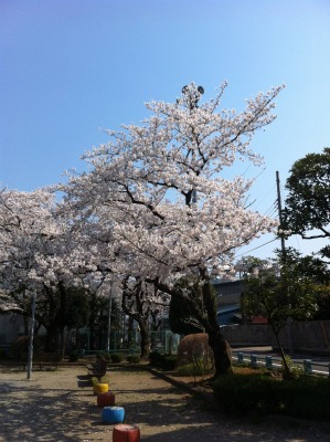 今宵　桜人　空はなほ霞もやらず・・・