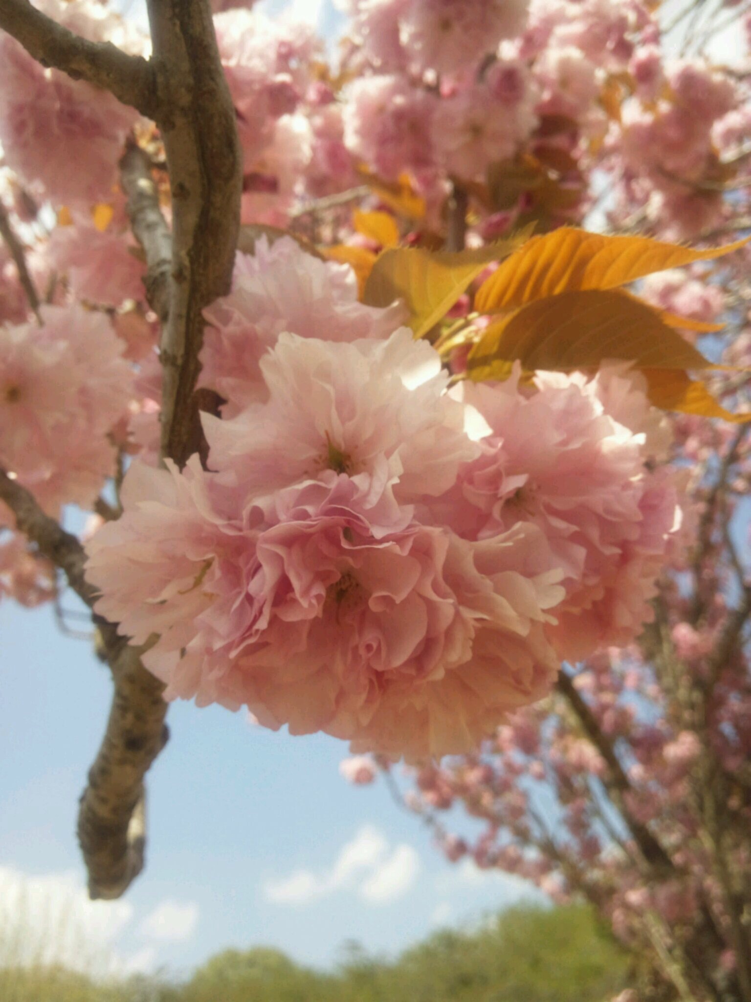 桜♪