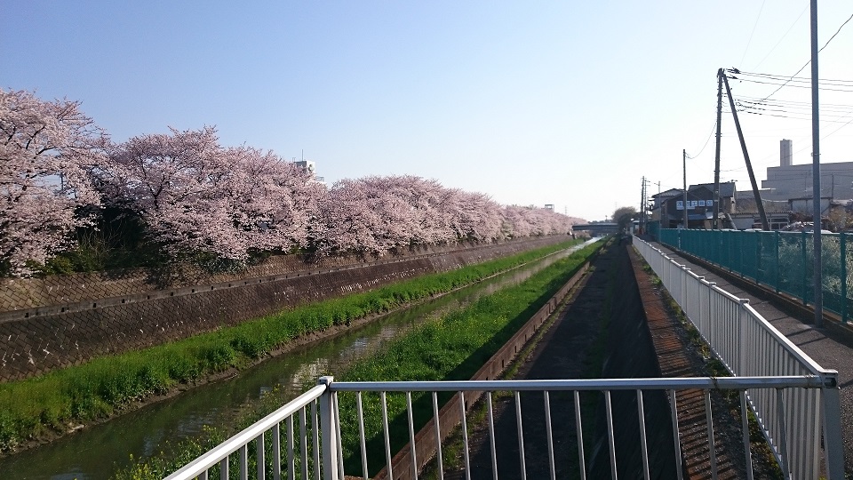 埼玉県民2年目になります