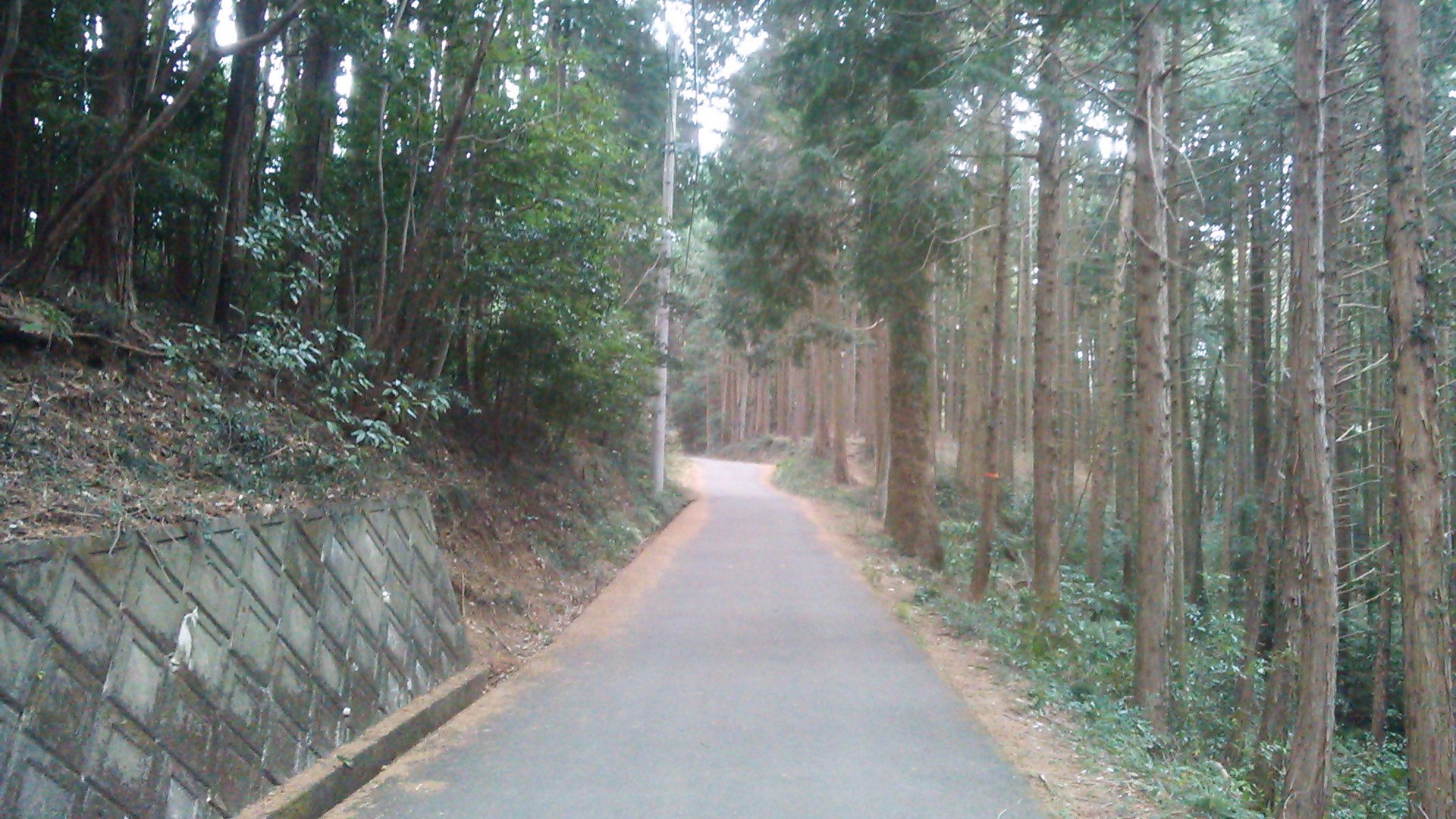 花粉症でも