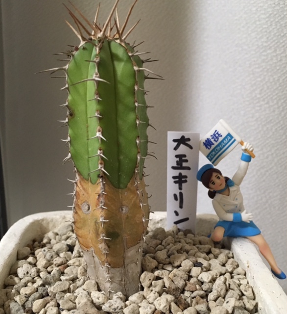 集めてます☆