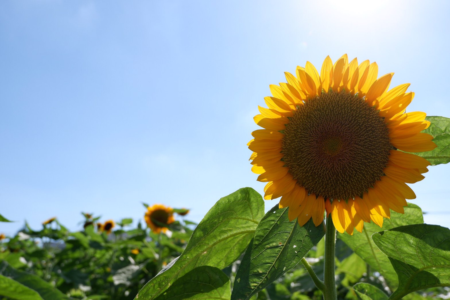 夏といえば。。