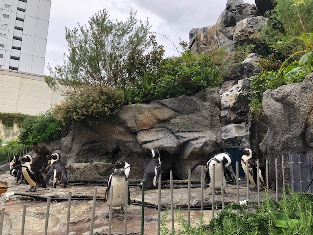 リフレッシュのはずが。。